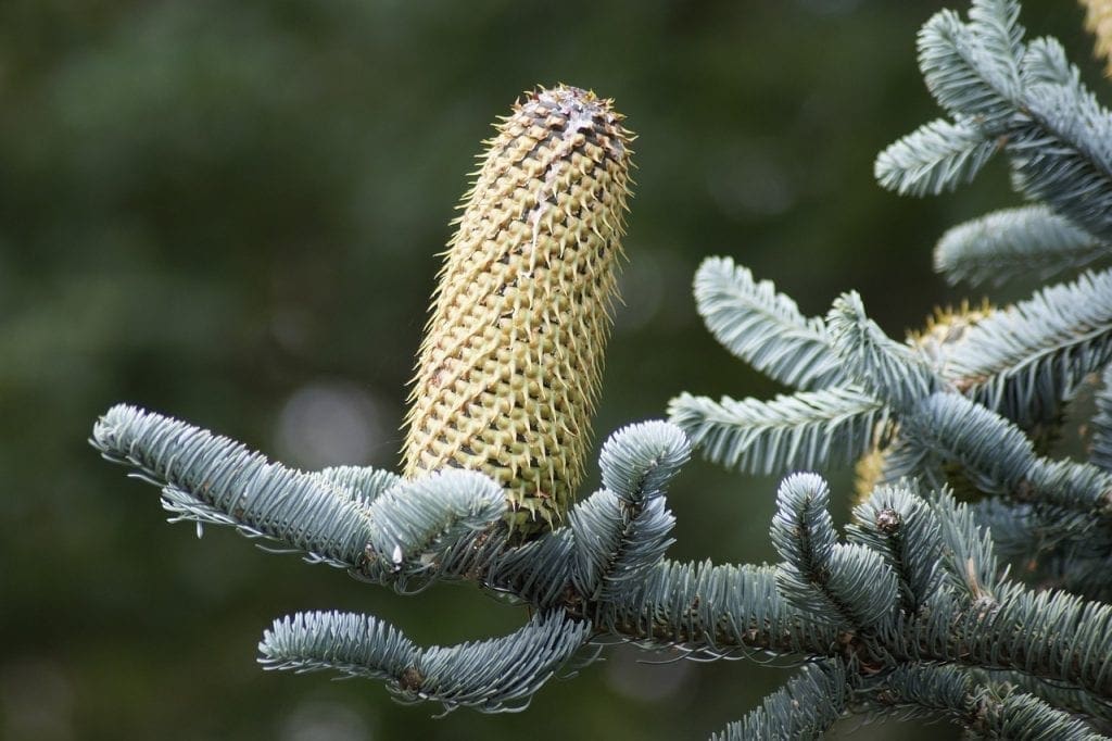 Abete Bianco (Abiens pectinata)