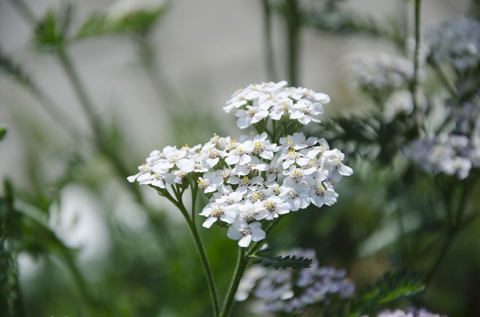 Olio Essenziale Achillea