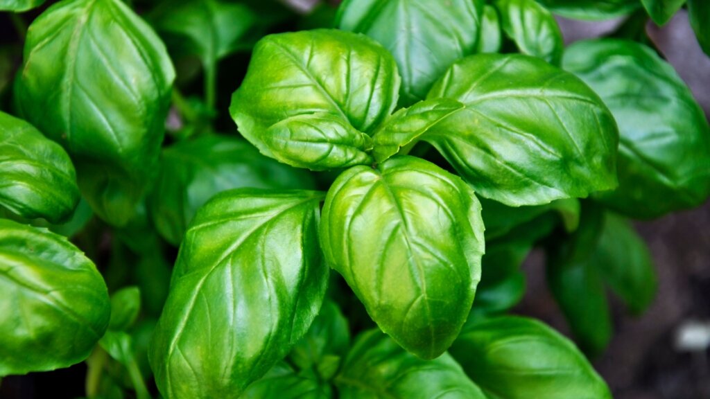 PIANTA, BASILICO, A FOLGIE VERDI