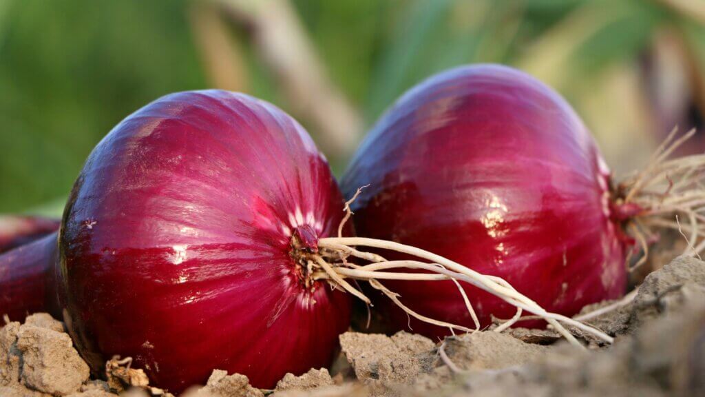 2 CIPOLLE ROSSE