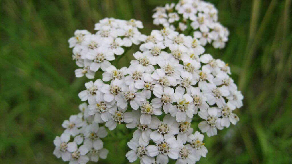 Olio Essenziale Achillea