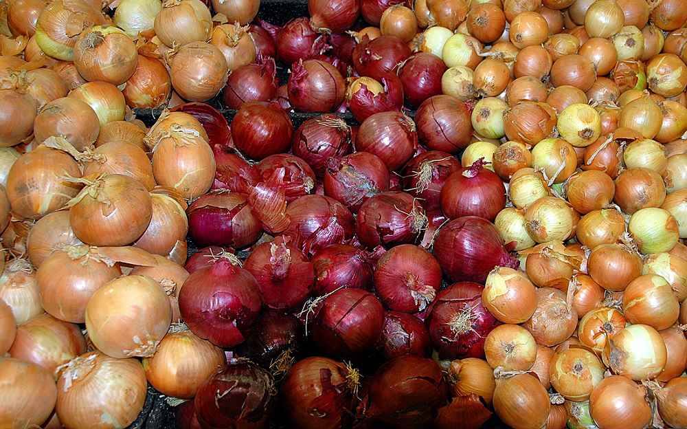 cipolle 2