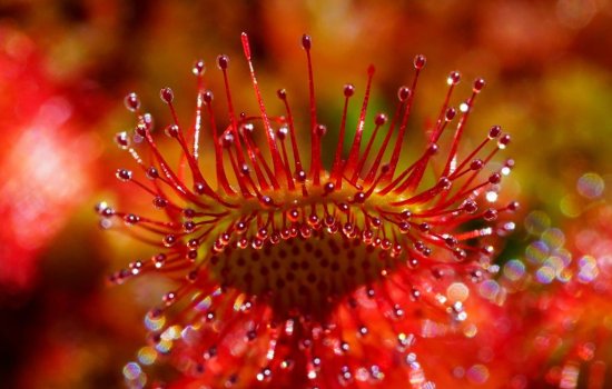 fiore