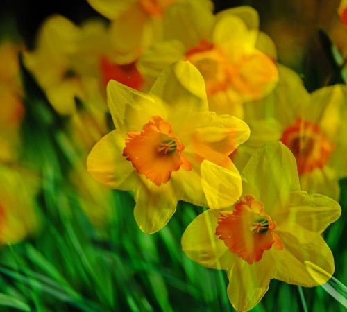narciso